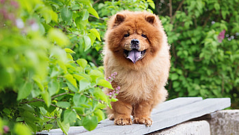 Chow Chow , Stunning visuals, Gorgeous dogs, Eye-catching HD wallpaper