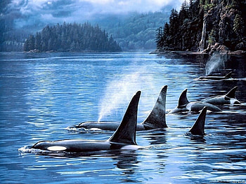 Animals, Landscape, Sea, Killer Whales HD wallpaper
