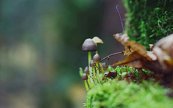 Grass, Leaves, Mashrooms, Macro, Moss HD wallpaper