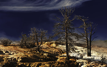 The Trees, yellowstone, mineral, spring, wyoming, dlbdata, tree, mammoth, nature, steam HD wallpaper