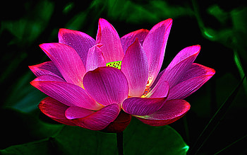 Pink Lotus, Flowers, Lotus, Pond, Gorgeous, Petals HD wallpaper