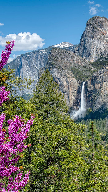 Yosemite National Park, Pink flowers, Forest mountains, Spring HD phone wallpaper