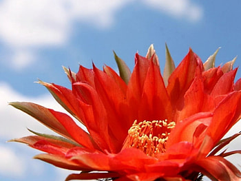 Flower blossom, flowers, red HD wallpaper