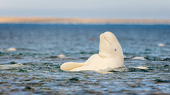 Lone Beluga Whale, Mysterious appearance, 1, 500 miles away, Unexplained phenomenon HD wallpaper