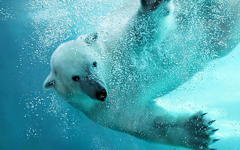 Polar bear, Bears HD wallpaper