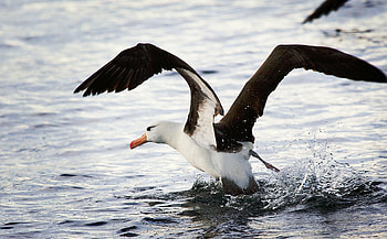Mysterious albatross, Enigmatic ocean wanderer, Distant horizons, spirit HD wallpaper