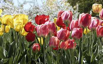 Flowers, Trees, Tulips, Park, Flower Bed, Flowerbed, Spring HD wallpaper