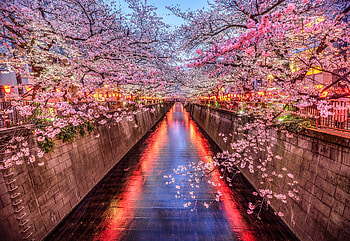 City canal with cherry blossoms, canal, City, with, cherry, blossoms HD wallpaper
