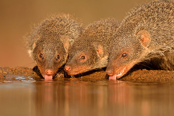 mongoose , Wildlife wonders, Nature's perfection, Breathtaking visuals HD wallpaper