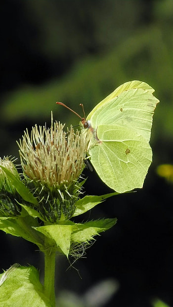 Yellow Butterfly, Background HD phone wallpaper