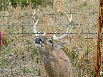 A Curious Buck Smelling A Fence, bucks, deer, animals, fence, nature, grass HD wallpaper