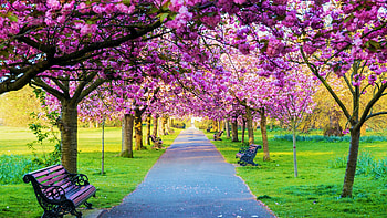 Sakura Blossoms In Park, bench, trees, spring, path HD wallpaper