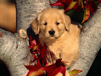 Cute Puppy, animal, dog, puppy, trees, cute HD wallpaper