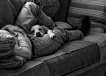 Lazy Sunday, dog, lazy, sofa, graphy, black and white, break HD wallpaper