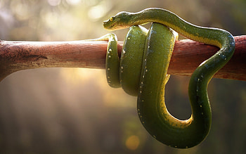 Boa green snake, reptile, and , Serpent in the wild HD wallpaper