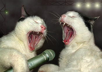LAAA, LAAA, LAAA, cats, singing, feline, animals HD wallpaper