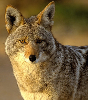 Coyote, Wildlife encounters, Autumn's wildlife, Unwanted encounters HD phone wallpaper