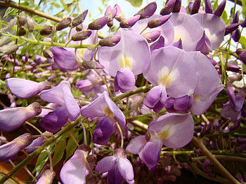 Plants, Flowers HD wallpaper