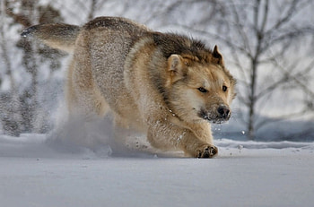 Wolf, winter, great, snow HD wallpaper