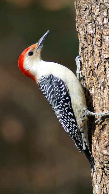 Woodpecker, Cute, Bird HD phone wallpaper