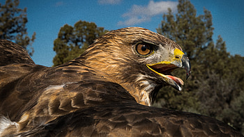 Red tailed hawk, Artistic , Natural beauty HD wallpaper
