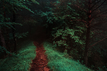 Nature, Trees, Grass, Forest, Path HD wallpaper