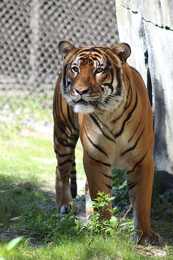 Animals, Grass, Predator, Big Cat, Sight, Opinion, Tiger HD phone wallpaper