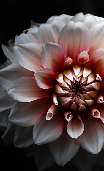 Close up, Dahlia, petals, flowers HD phone wallpaper
