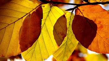 autumn leaves, branch, autumn, leaf, tree HD wallpaper