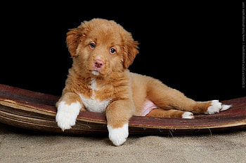 Dog, pay, dogs, cute, puppies, beauty, dog face, animals, adorable, sweet, beautiful, playful, playful dog, puppy, pretty, face, lovely, bubbles HD wallpaper