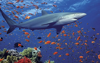 Animals, Water, Sea, Sharks, Fishes HD wallpaper