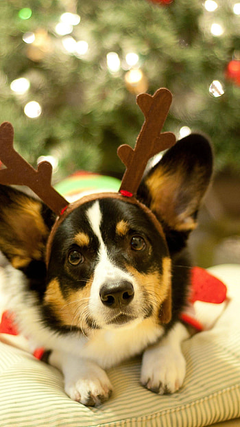 Christmas Dog, Pug HD phone wallpaper