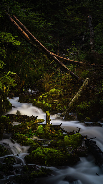 Nature, Rivers, Stones, Branches, Flow, Moss, Stream HD phone wallpaper