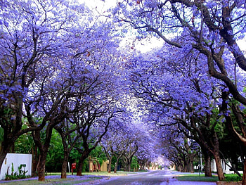 jacaranda, road, tree, flower HD wallpaper