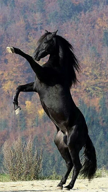 Black Horse, Horse HD phone wallpaper