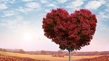 Tree Heart, tree, heart, love HD wallpaper