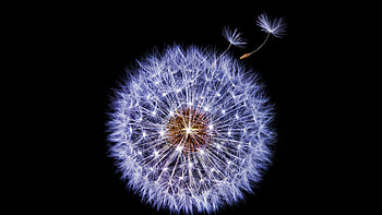 Dandelion, blue, samsung, black, luminos, seed HD wallpaper