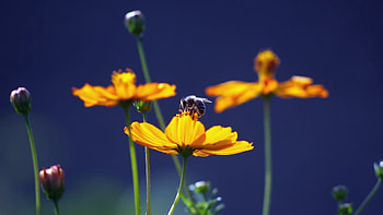 Vibrant bee , Nature's colors, Insect graphy, Beautiful backgrounds HD wallpaper