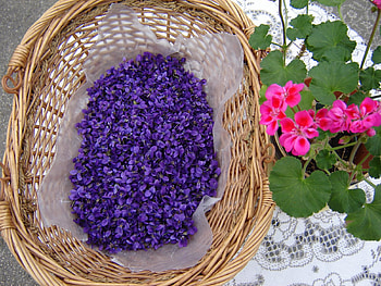 still life, basket, purple, flowers, violets HD wallpaper