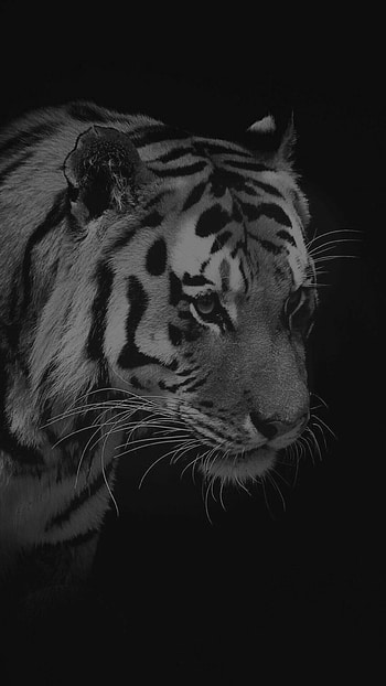 Impressive tiger , Vibrant and Android, Stunning backgrounds, and quality HD phone wallpaper