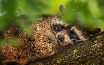 Raccoon, animal, , sleep HD wallpaper