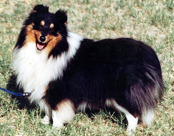 Shelty, sheepdog, miniature, Little, collie HD wallpaper