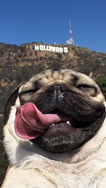 Funny, Funny Pug Dog HD phone wallpaper