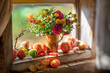 Still life, Flowers, Tomatoes, still, Window HD wallpaper