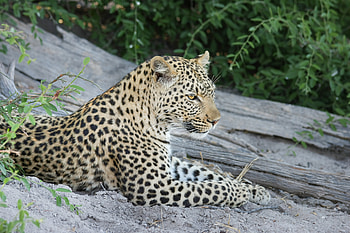 African leopard, wild animal, predator, relaxed HD wallpaper
