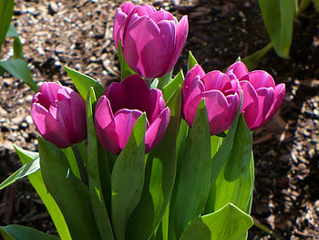 Flowers, Tulips, Disbanded, Loose, Spring, Sunny HD wallpaper
