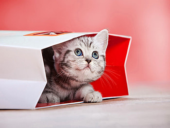 Living gift, kitten, sweet, kitty, cute, cat, gift, fluffy, red, funny, adorable, living HD wallpaper