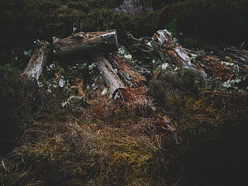 Nature, Grass, Moss, Logs HD wallpaper