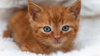 Cat, animal, look, small animal HD wallpaper