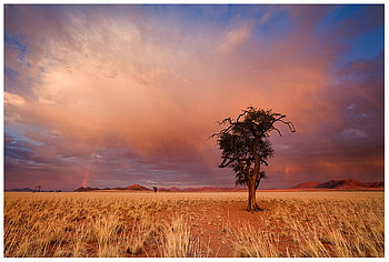 Autumn in the desert, field, landscape, desert, nature, cloud, tree HD wallpaper